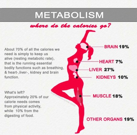 metabolism-and-calories